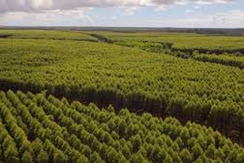 Suzano abre vagas para operador, soldador e analista em MS